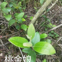 野生桃金娘根20/斤鲜丶一件一斤，两件起售