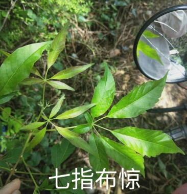 七指布惊树丶根鲜25/斤丶叶枝鲜20/斤