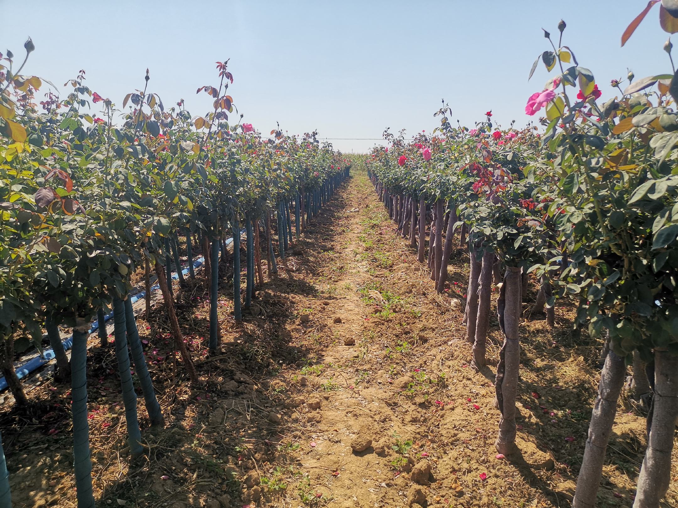弗洛伦蒂娜月季在花园中的整体景观效果