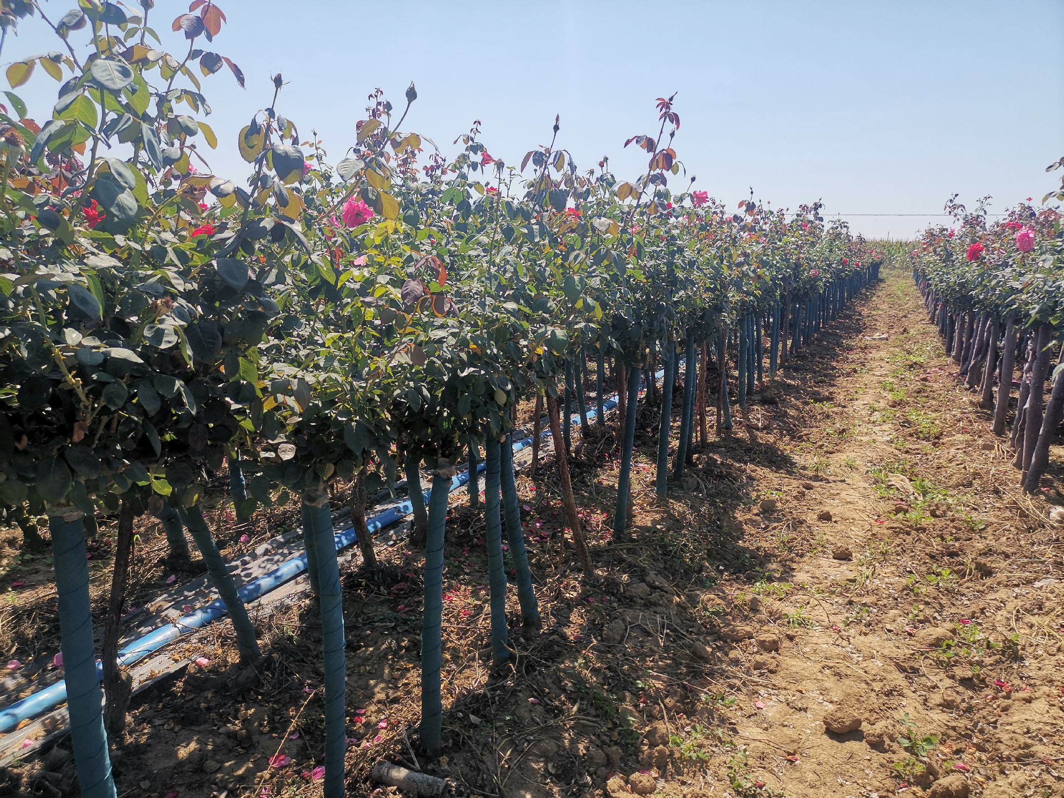 丰花月季盛开的花坛景观