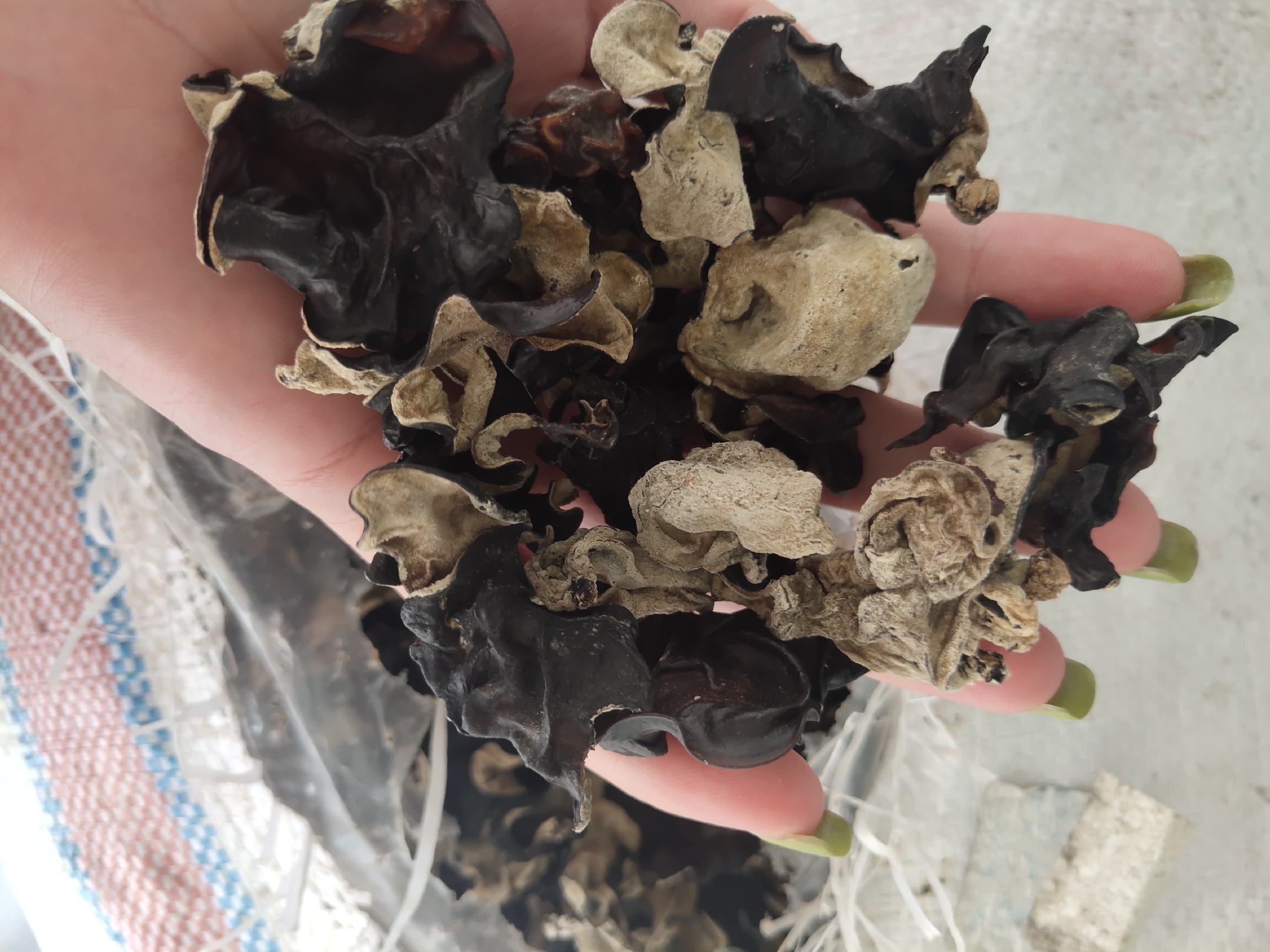 女性用手触摸泡发好的黑木耳进行检查