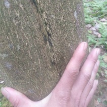多年沉香木大量出售！