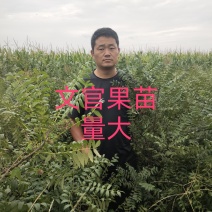 山西文冠果文官果木瓜苗一年生两年生一公分苗木