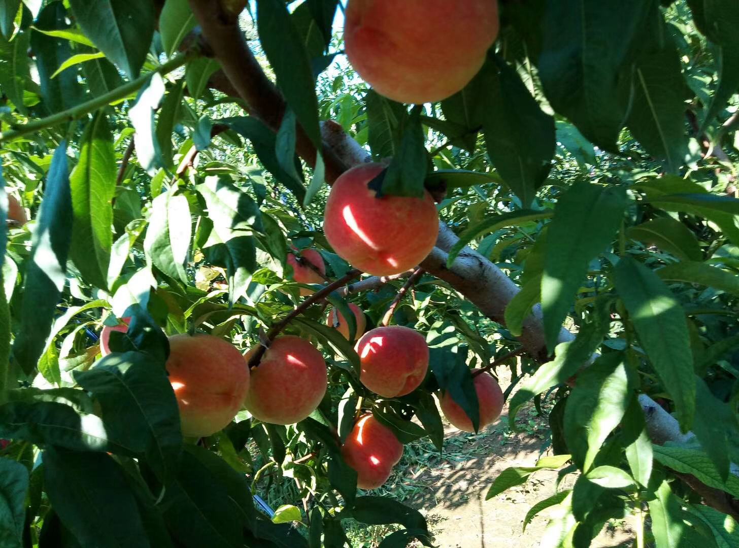 中华寿桃果园实景