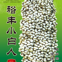 矮杆白粱种子，高产抗病高粱种子