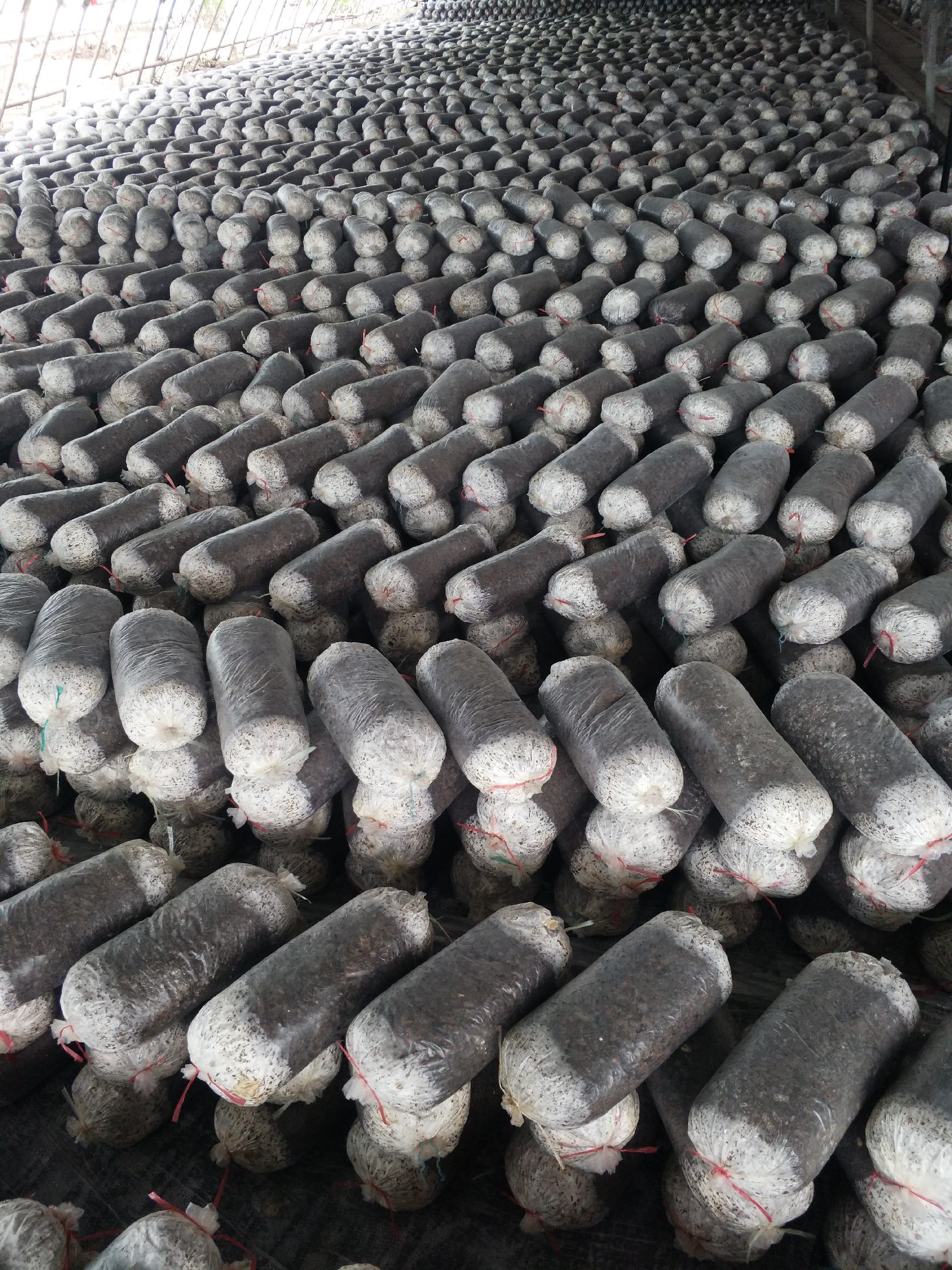 [菌棒批发]平菇熟料菌棒,棉壳豆粕麸皮营养高,无农药残留,纯绿色菌菇