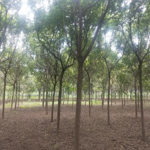 北栾3至15公分。自己苗圃，北京栾