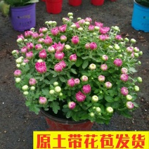 大菊花带花苞花卉观花绿植物庭院阳台盆栽荷兰菊千头菊