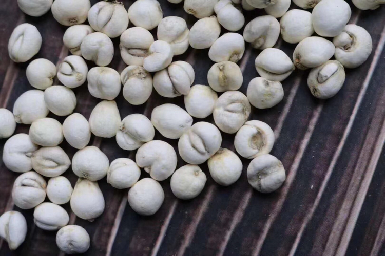 图中展示中药师在专业环境下鉴别川贝母的过程,帮助消费者理解选购技巧 川贝母选购场景图