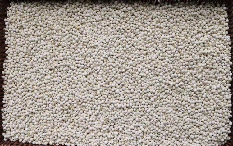 川贝母标准饮片与研磨粉对比图：左侧为统货川贝母饮片（直径3–8 mm，类白色，断面粉性），右侧为符合《中国药典》粒度要求的细粉（全部通过100目筛，色泽均一乳白）