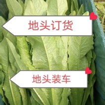 油麦菜，基地直采供应各大市场，超市电商，备有大型冷库