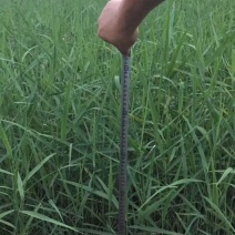 四川成都温江基地苗圃路芦苇，质量保证，基地货