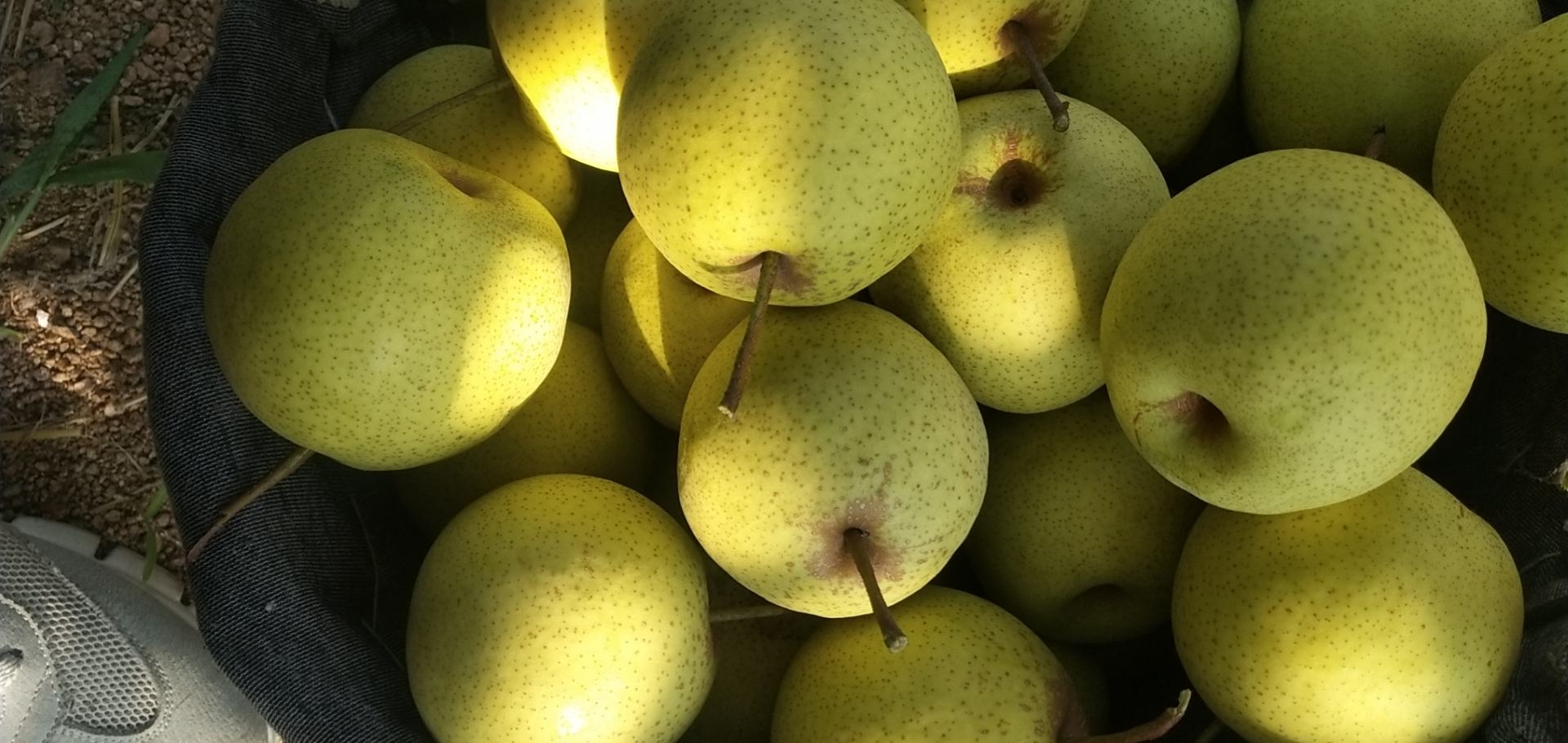 市场摊位上摆放整齐的大白梨