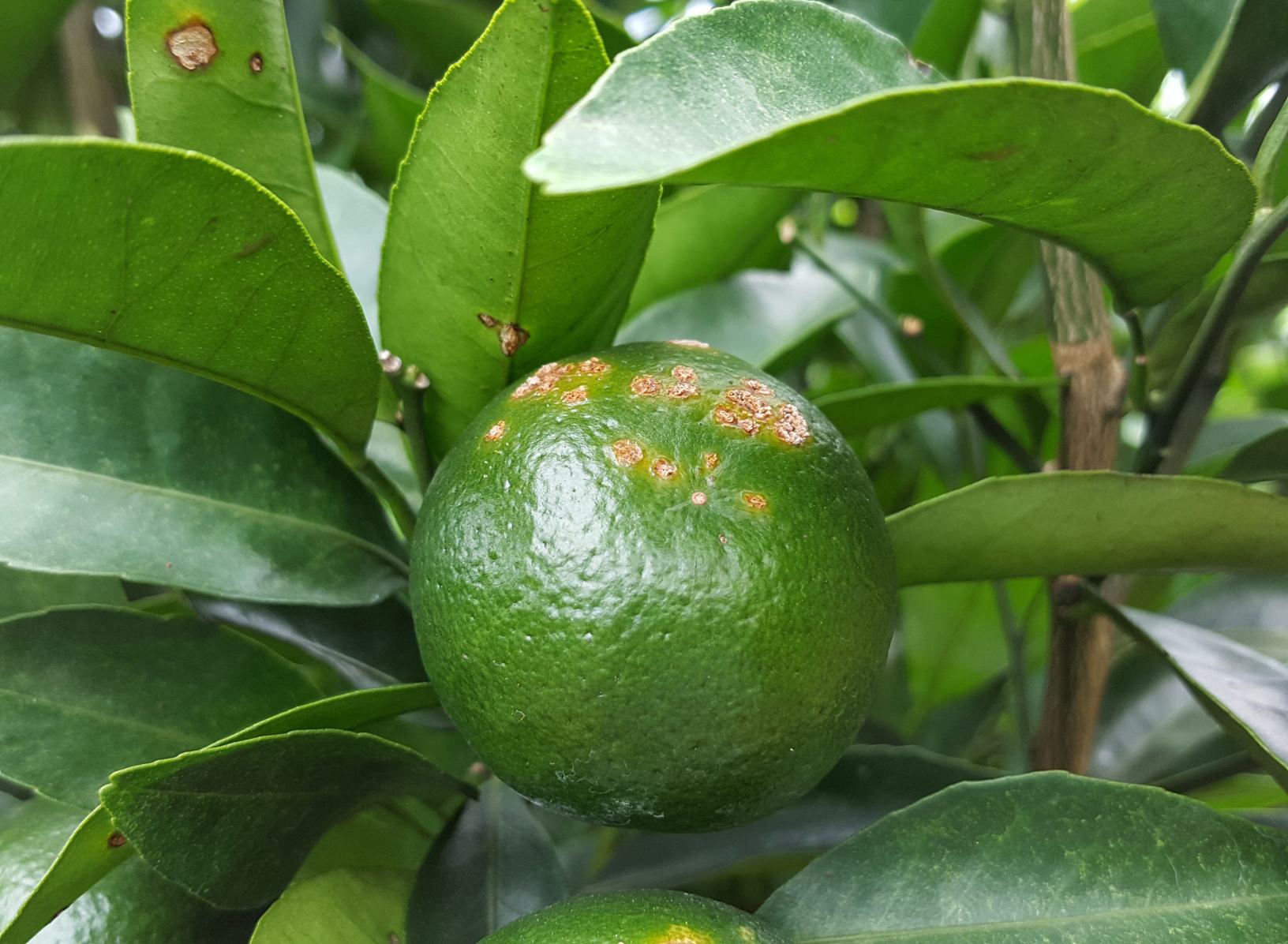 展示未打药沃柑果实表面的虫蛀痕迹,果皮有轻微斑点,整体色泽略显暗淡 未打药沃柑果实表面有虫蛀痕迹