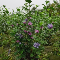 木槿，自家基地，量大从优，欢迎来电咨询，