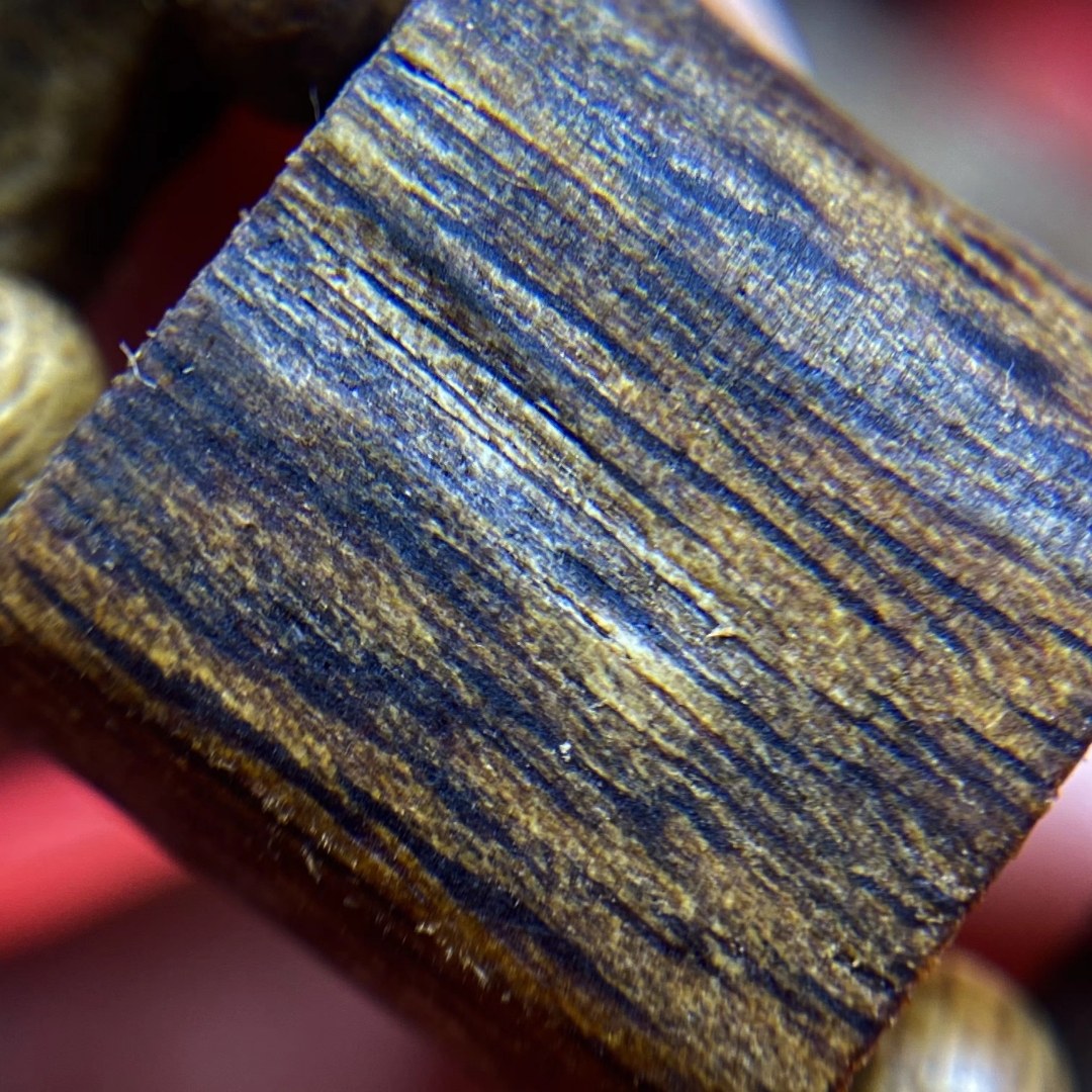 奇楠沉香苗 棋楠嫁接苗 一代棋楠嫁接苗