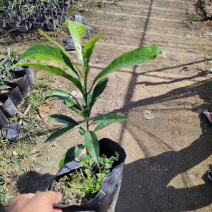 香水柠檬四季香水柠檬杯苗