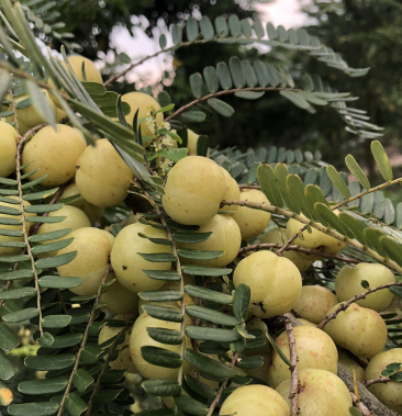 崩坎深山甜油甘口感细腻酥脆可生吃可腌制可发快递