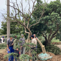 水晶石榴艺术造型石榴树造型树弯树型