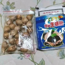 混色香雪兰小苍兰开花球浓香型多年生花卉种球盆栽室内阳台