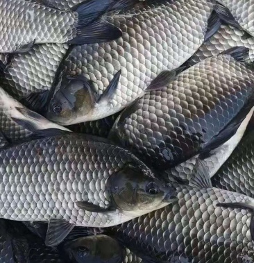 彭泽鲫中科三号土鲫鱼