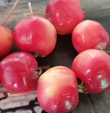 甘肃糖心鸡心海棠果,口感脆甜,果肉饱满.