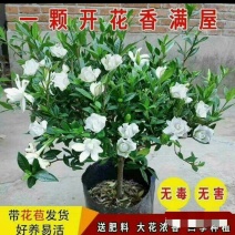 精品独杆小叶栀子花老桩盆栽（带花苞）浓香室内外好养绿植花