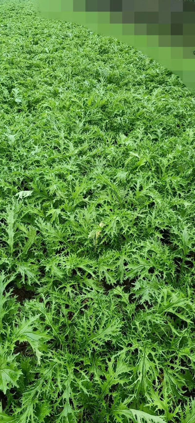 雪里红芥菜2两以上,鲜货量大从优对接全国