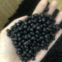 大量出售山豆根种子颗颗饱满