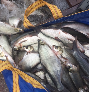 [鳊鱼批发]鳊鱼价格7.50元/斤 - 一亩田