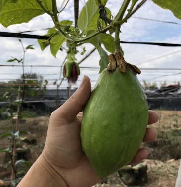 香蜜木瓜百香果苗大果一斤多当年结果庭院阳台绿植