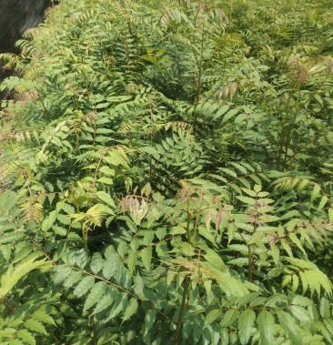 南酸枣苗酸枣苗等各种造林苗木苗圃直销