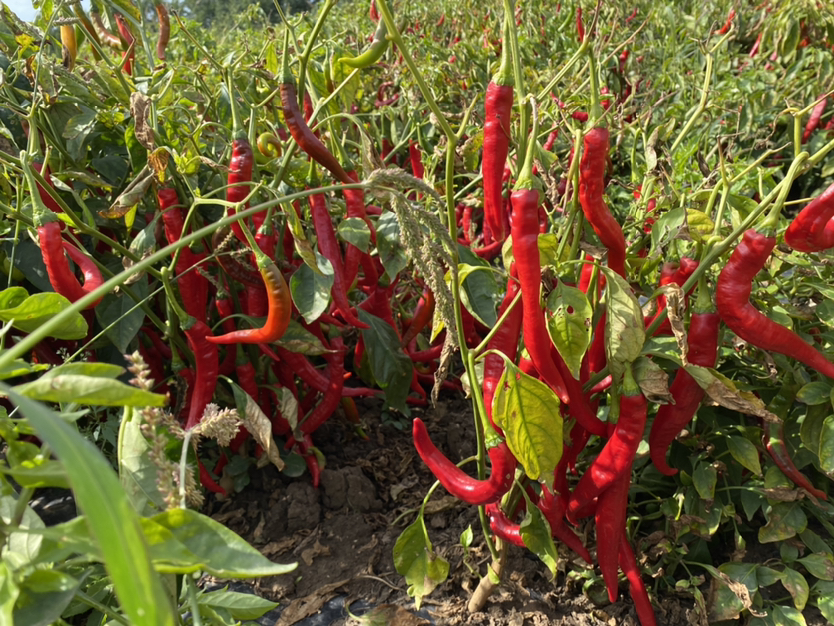 晾晒鲜辣椒的乡村景象