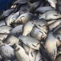 6至8两鲫鱼湘云鲫品种优良皮毛良好500亩养基地直供