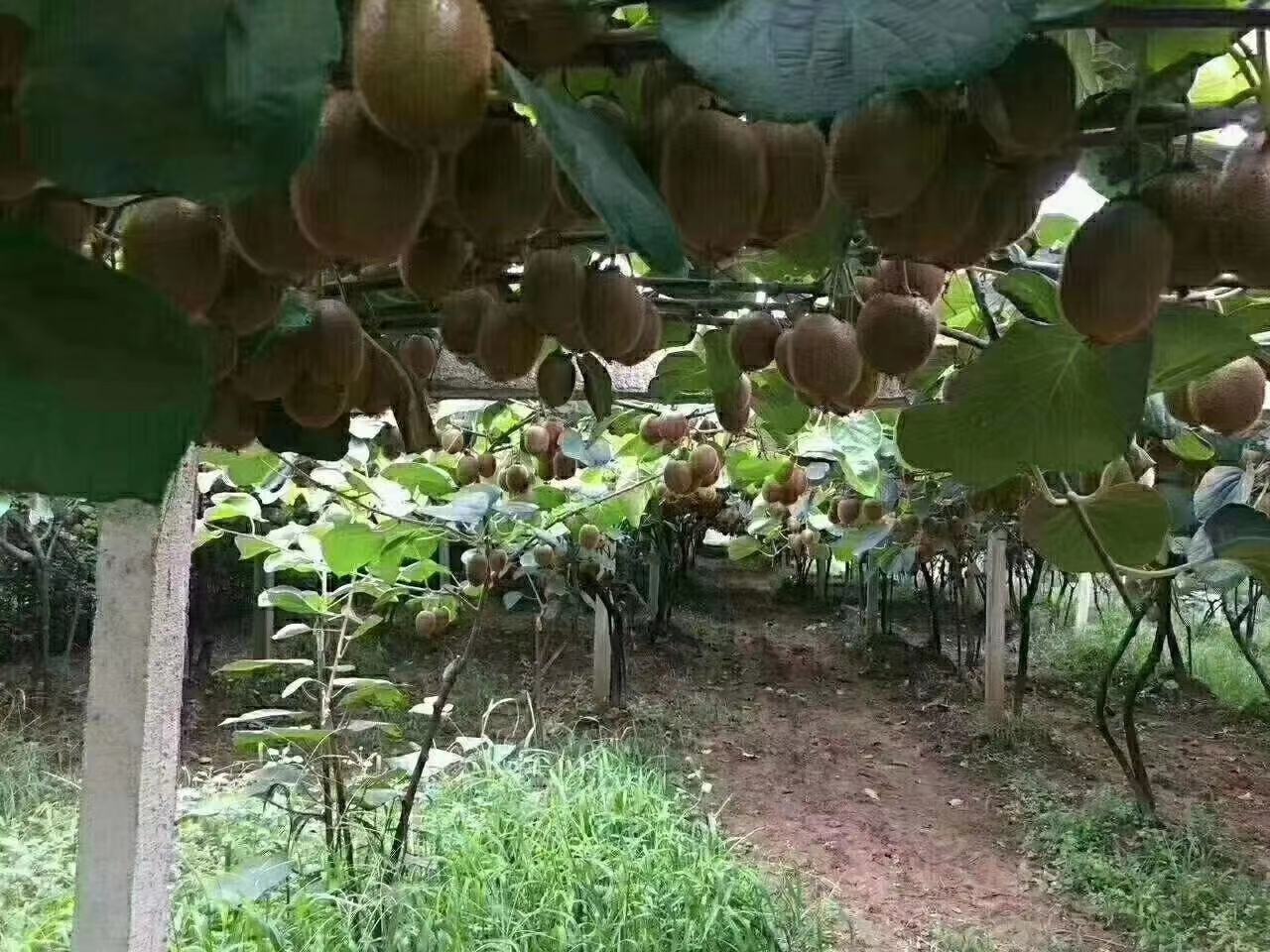 第五村果农采摘徐香猕猴桃现场