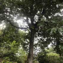 3公分-10公分皂角树，苗圃货