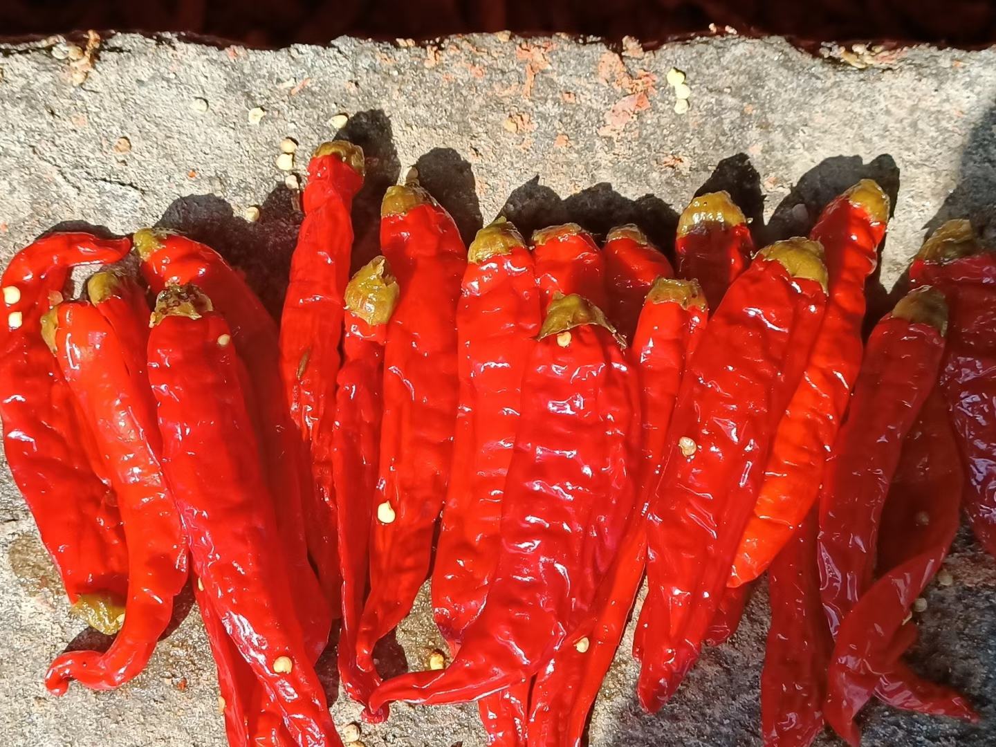 红泡椒在透明玻璃泡菜坛中浸泡的特写