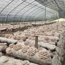 白参菌干品鲜品，基地直发新鲜到家