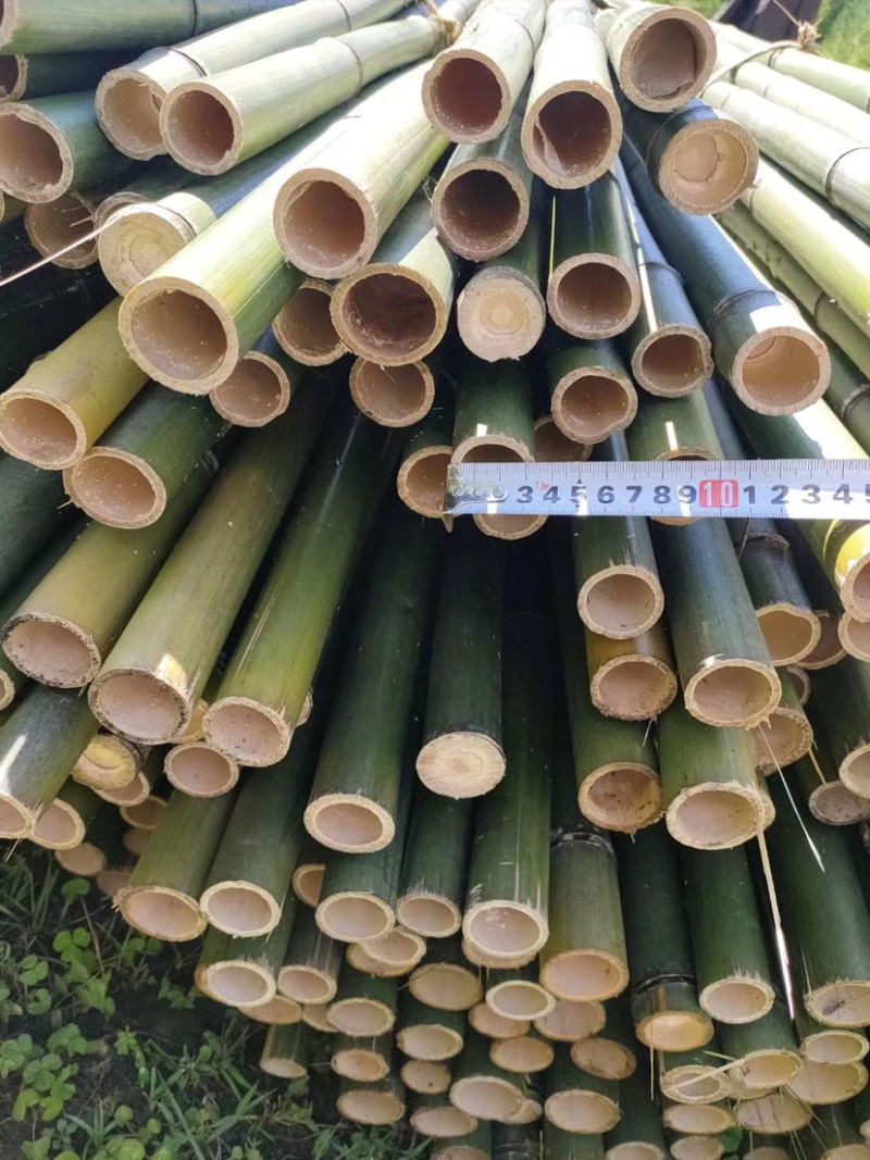 广西南宁上林县竹子 1.00元/个广西金竹 现坎鲜竹