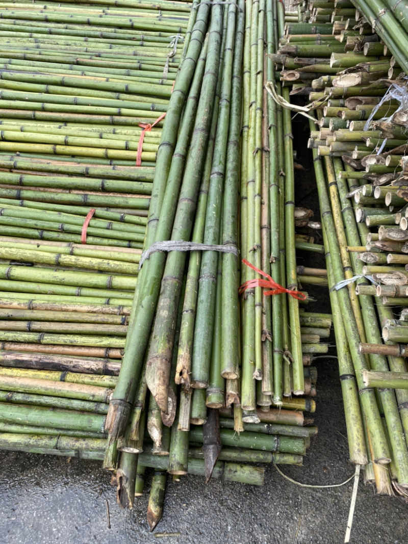 广西南宁上林县竹子 1.00元/个广西金竹 现坎鲜竹