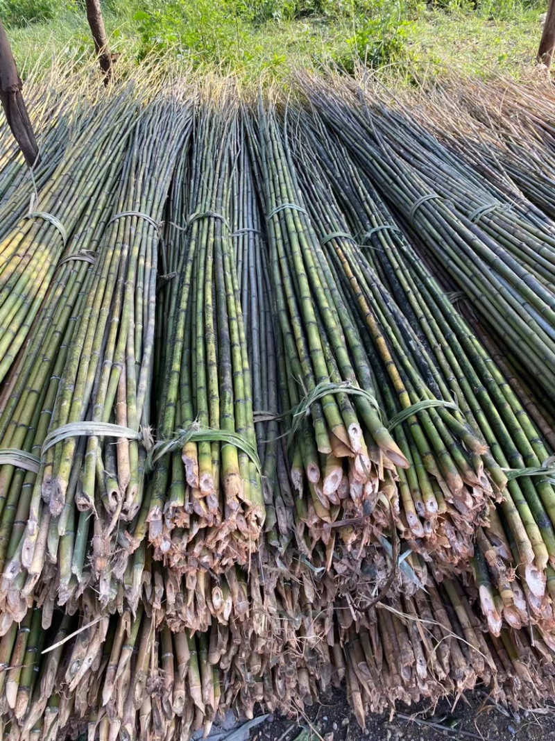 广西南宁上林县竹子 1.00元/个广西金竹 现坎鲜竹