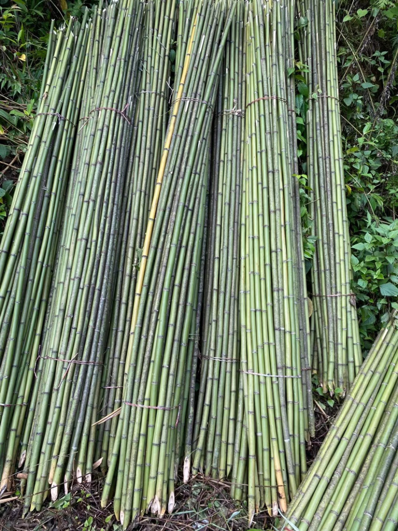 广西南宁上林县竹子 1.00元/个广西金竹 现坎鲜竹