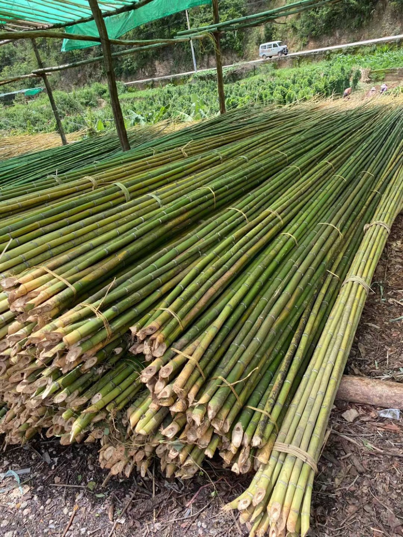 广西南宁上林县竹子 1.00元/个广西金竹 现坎鲜竹