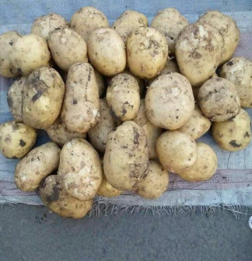 精品牡丹江尤金885黄心土豆三两起步个大无青头