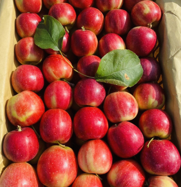 123小苹果口感脆甜销量好一手货源适合进出和内销