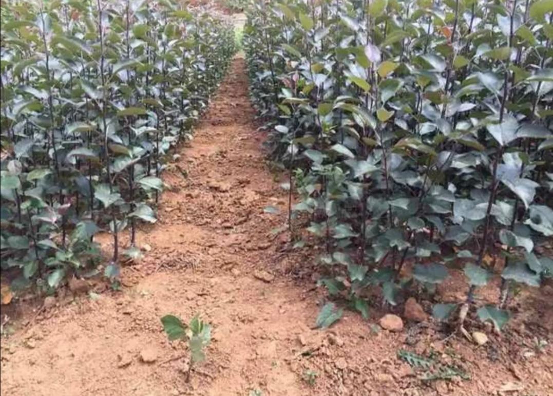 木瓜种植园实景图