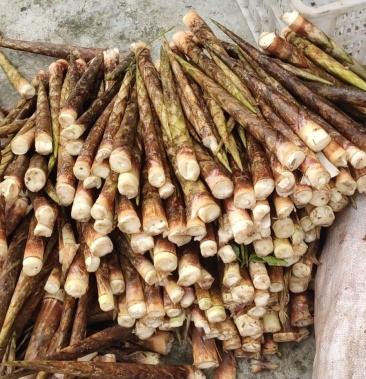 江南美食之材牛尾笋