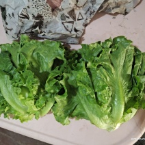 意大利生菜产地直供质量保证