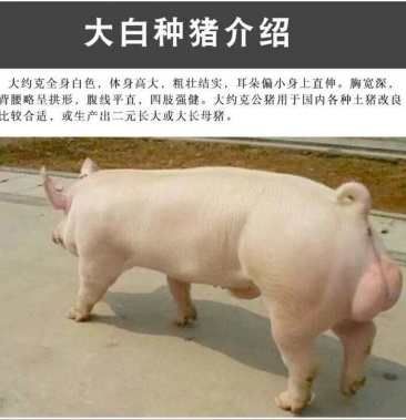 欢迎来电咨询 杜洛克种猪 大白种猪新美系 支持视屏选猪