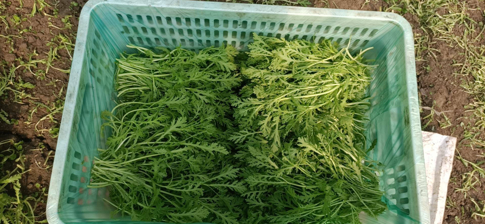 高清特写:新鲜小叶茼蒿在流动清水下轻柔冲洗,右侧为盐水短浸后置于离心甩水篮中高速旋转,茎叶完整挺立,叶面水膜均匀未滴落 茼蒿清洗与甩干特写